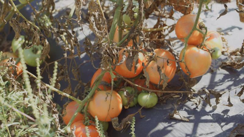 Farm-2